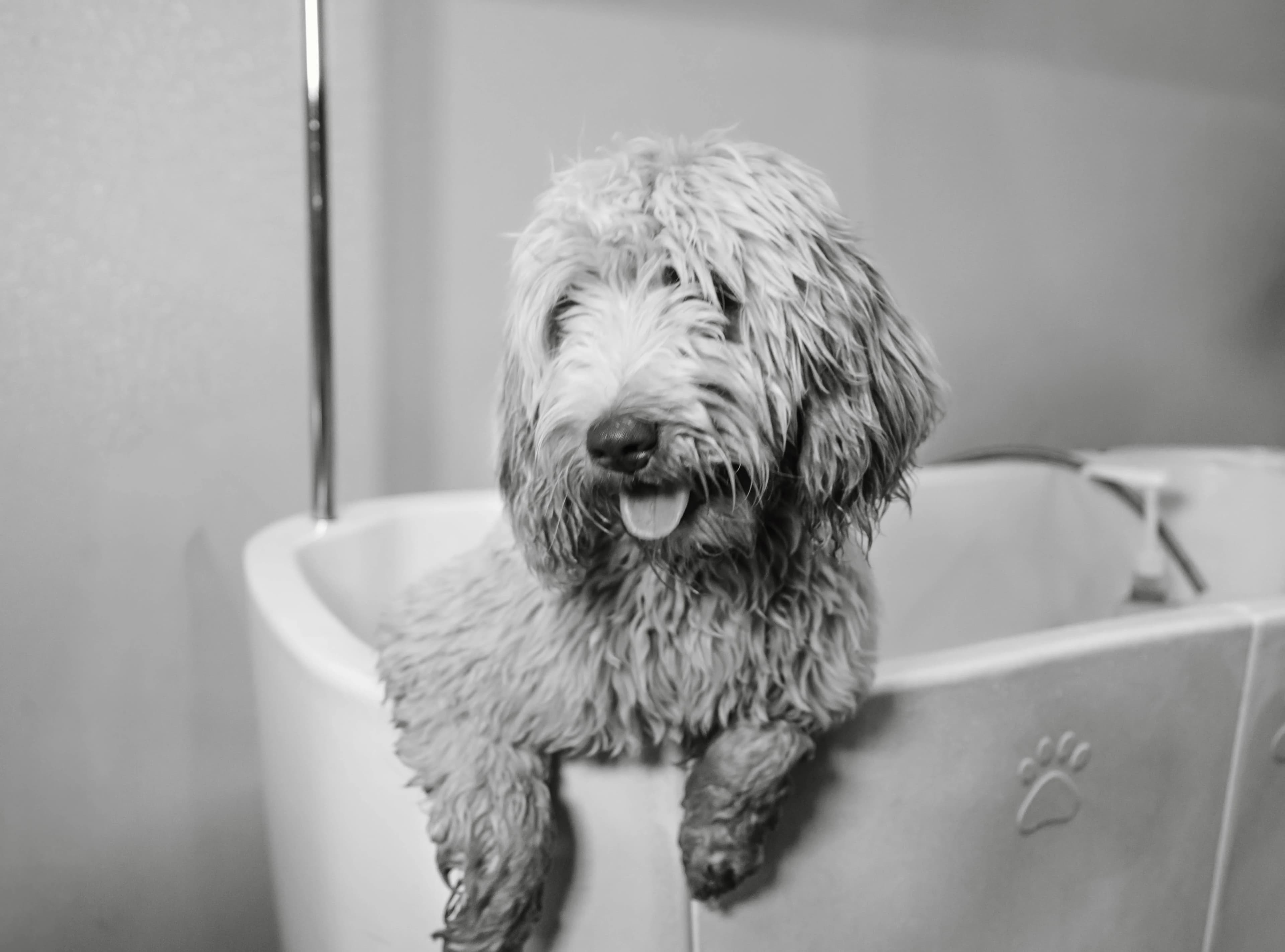 Doodle wrapped in towel after grooming at Double U Grooming Co., Liberty SC
