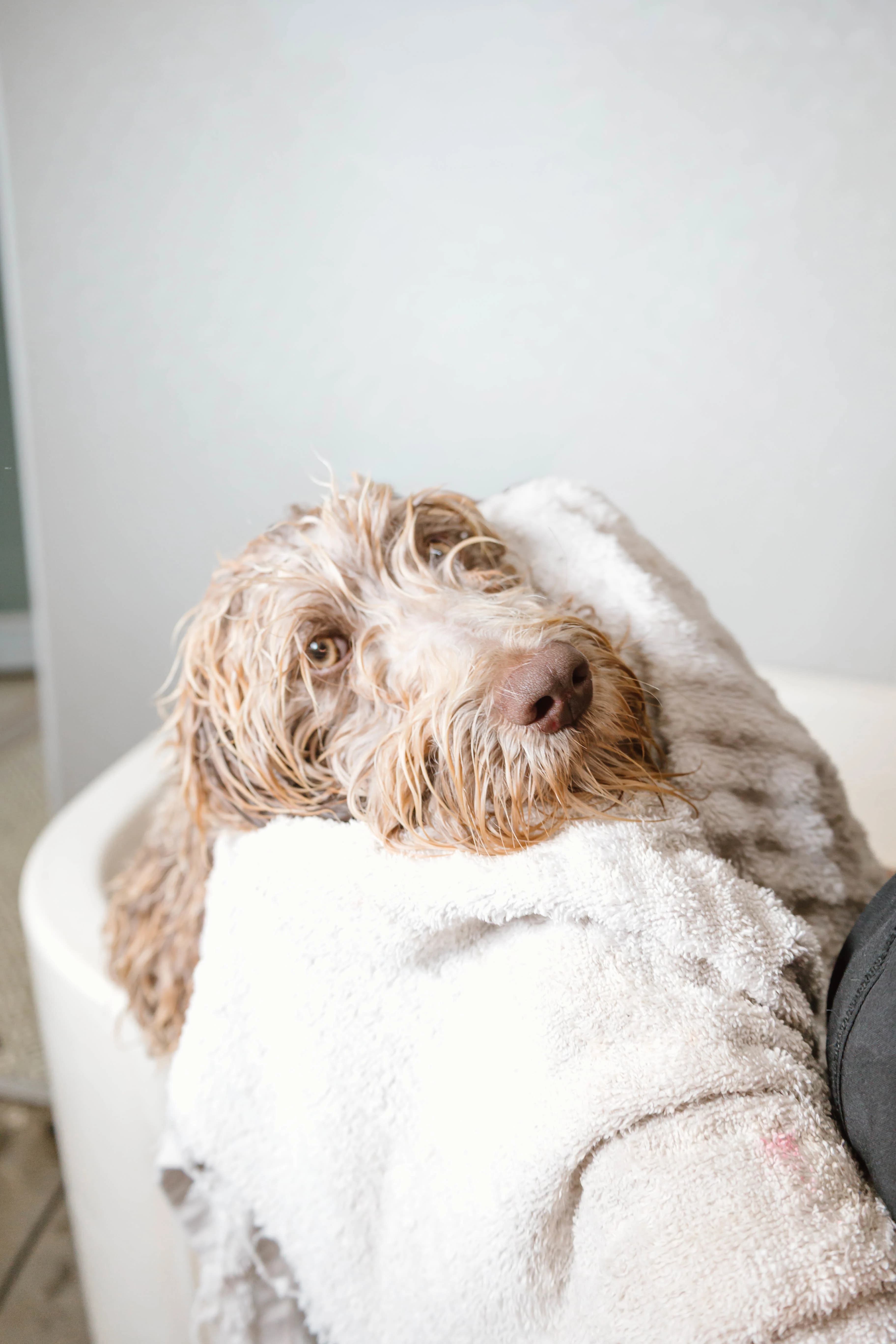 Doodle wrapped in towel after grooming at Double U Grooming Co., Liberty SC