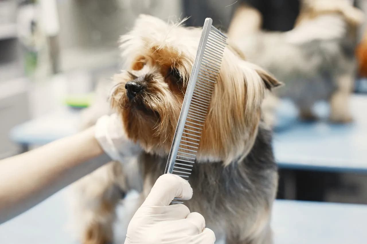 roomer brushing out matted doodle coat at The Double U Grooming Co. in Liberty SC
