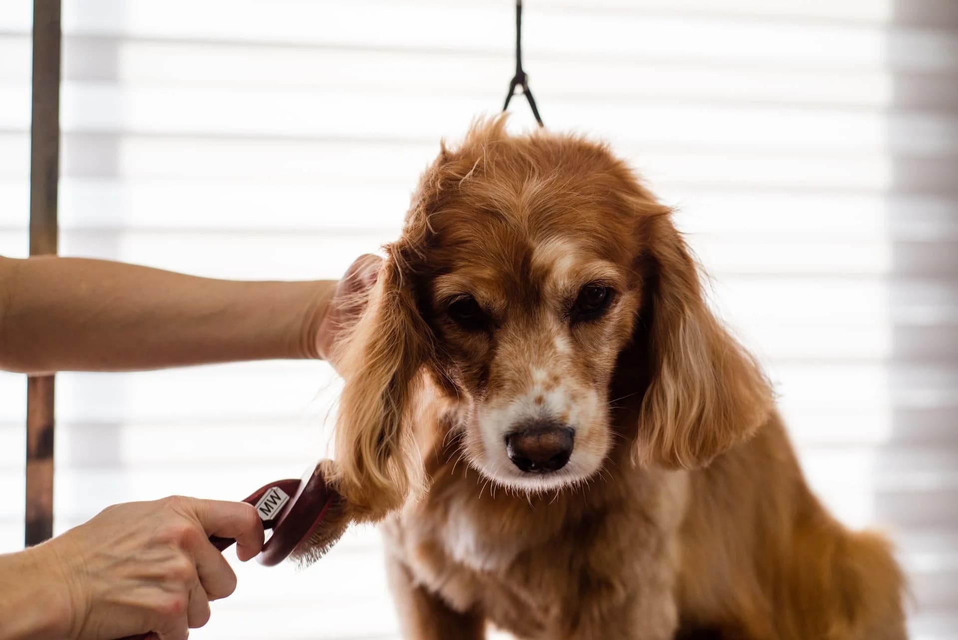 calm one on one dog grooming appointment serving Easley SC