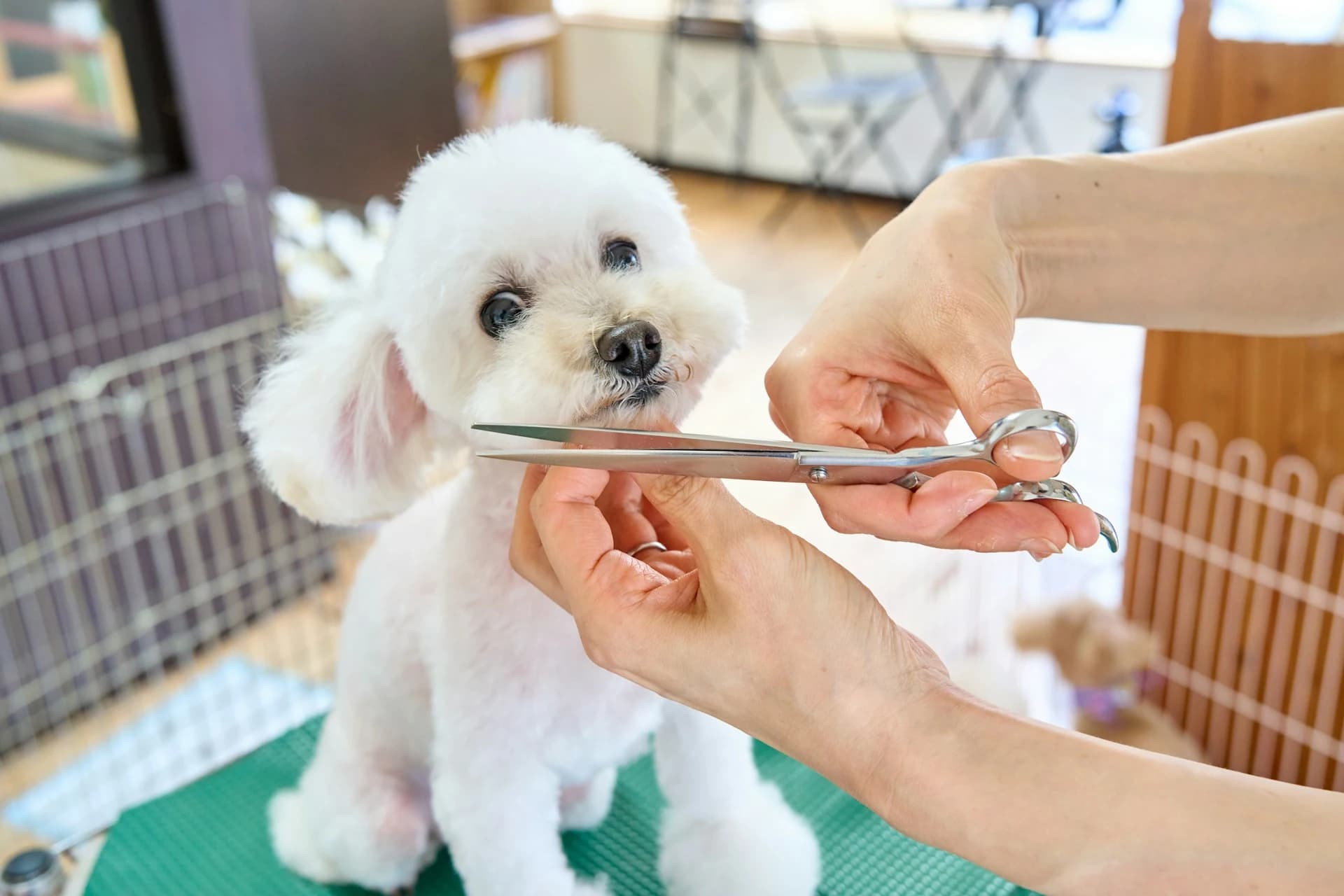 calm dog grooming appointment serving Powdersville and Central SC