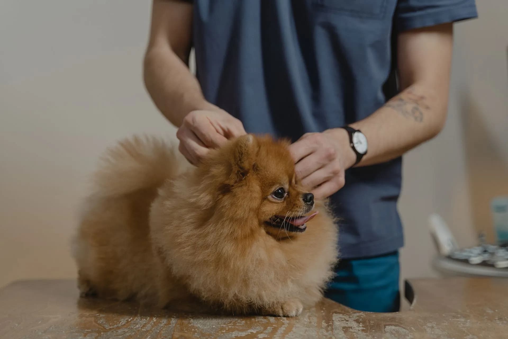 calm one on one grooming session for an anxious dog in Liberty SC