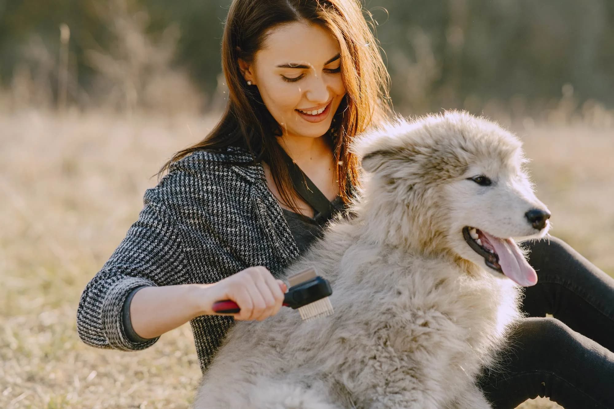 gentle senior dog grooming appointment in Liberty SC