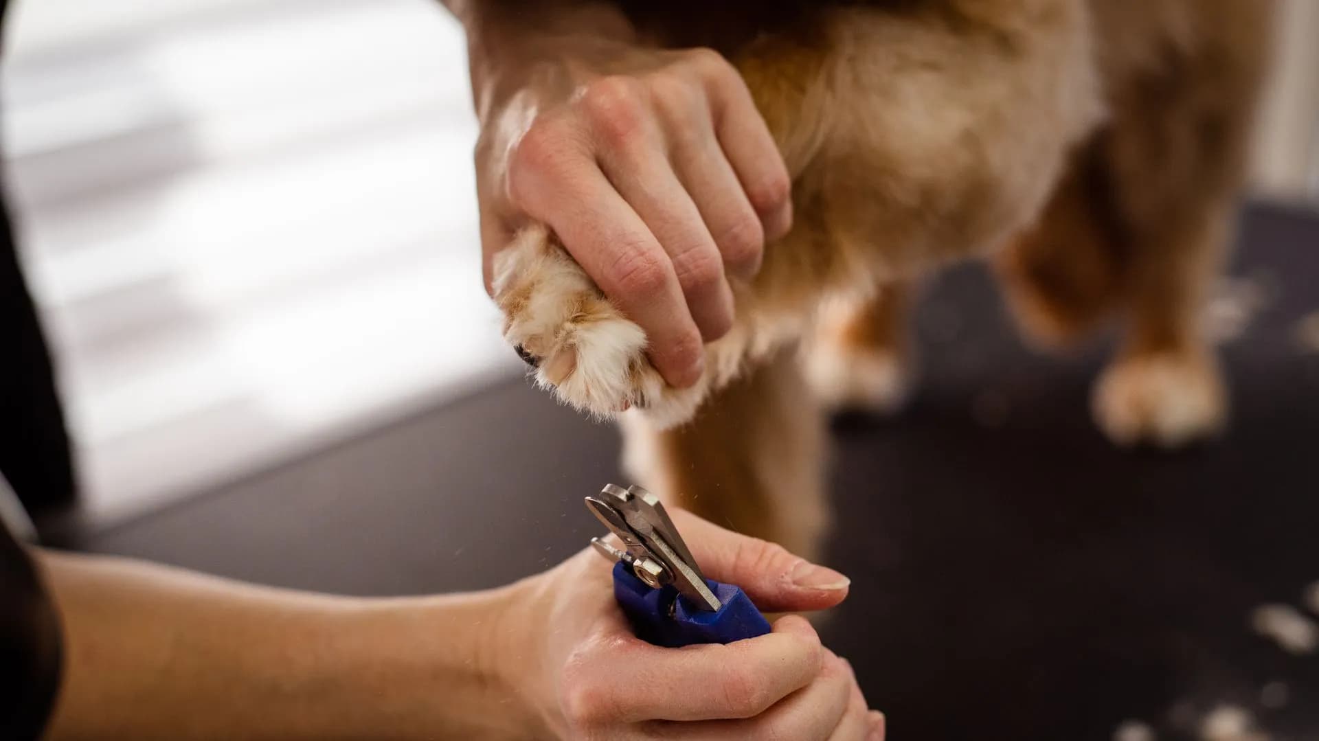 gentle nail trim for a calm dog at a Liberty SC dog groomer