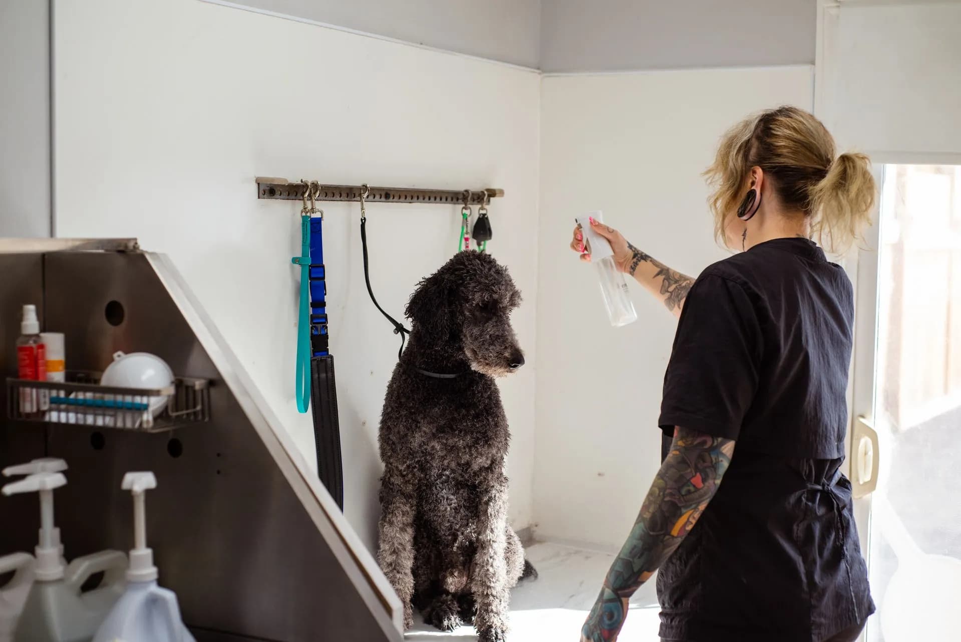 checklist for choosing the right dog groomer near Easley and Powdersville SC