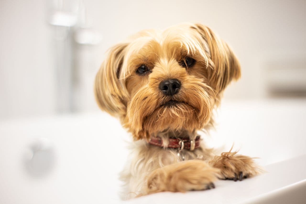dog bath and blow
