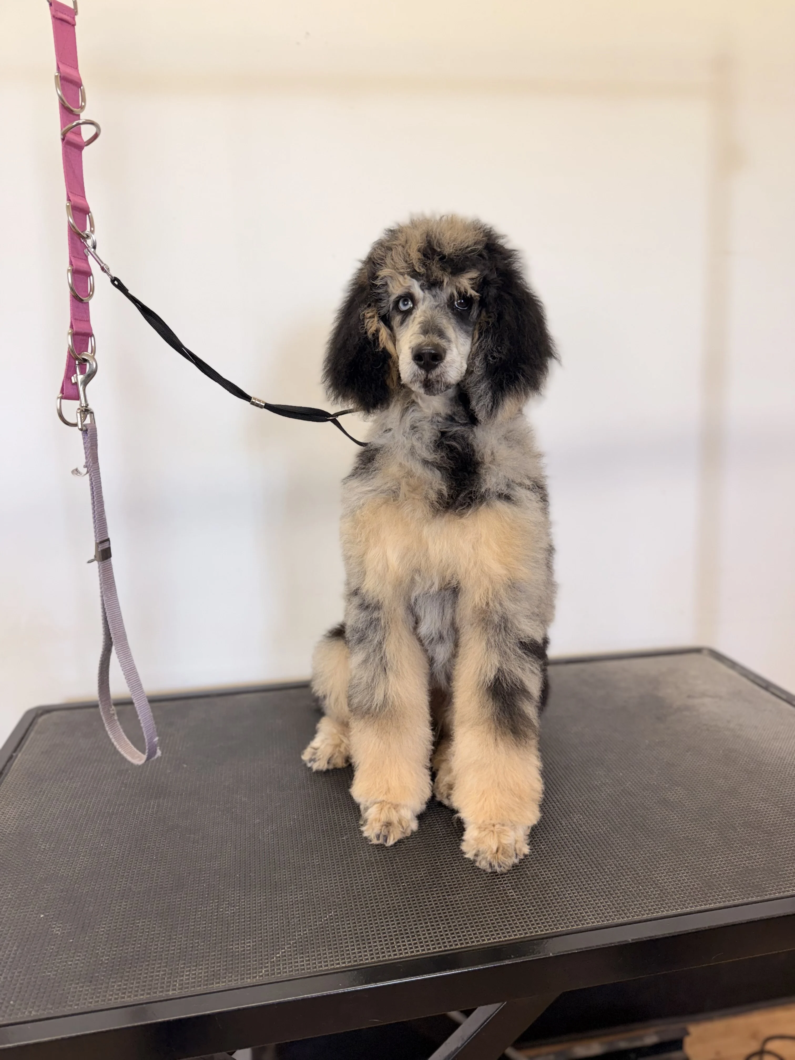 Black and golden doodle beautifully groomed at The Double U Grooming Co. in Liberty, SC