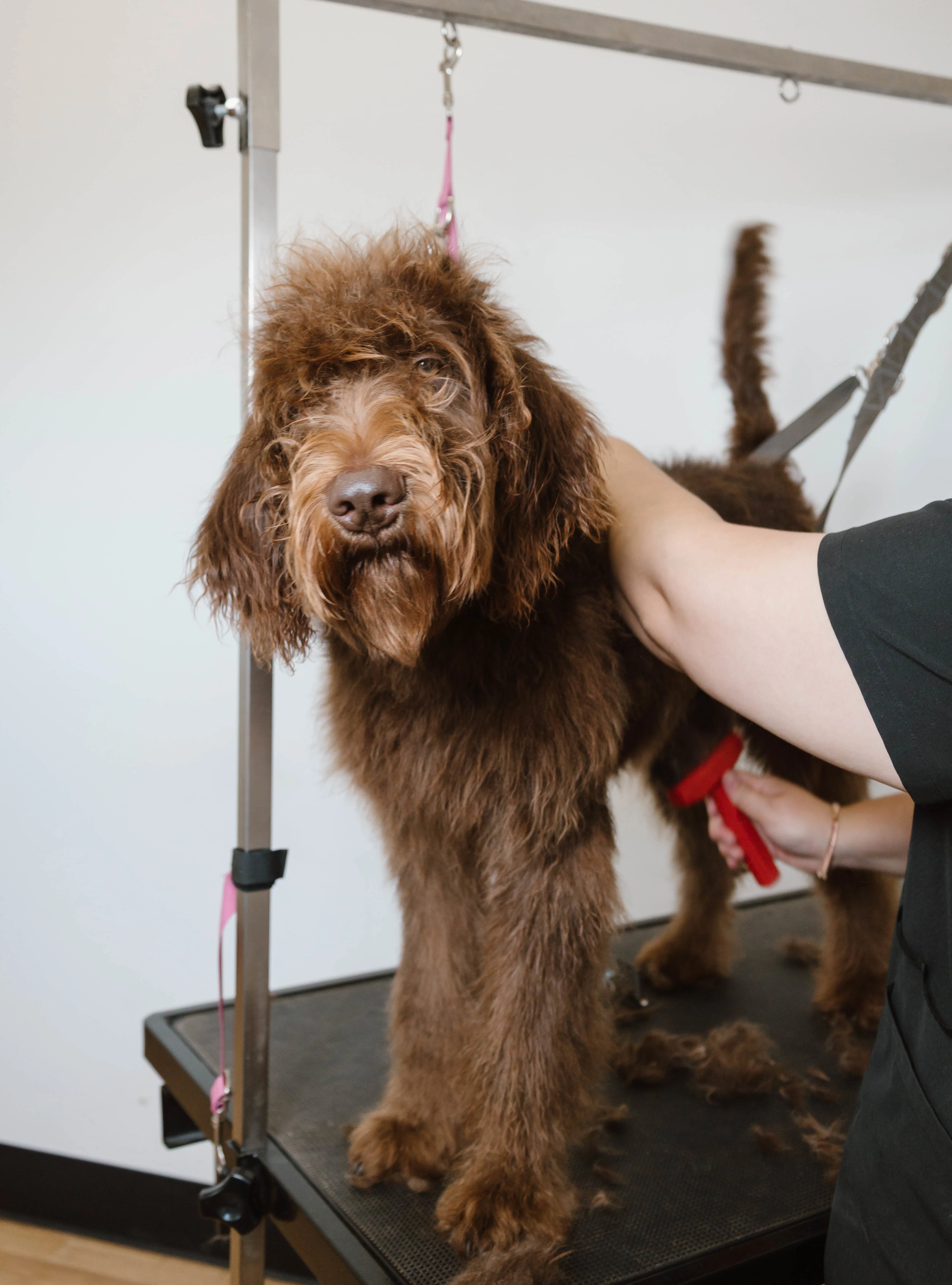 Expert scissor trim being performed on a brown dog at The Double U Grooming Co.