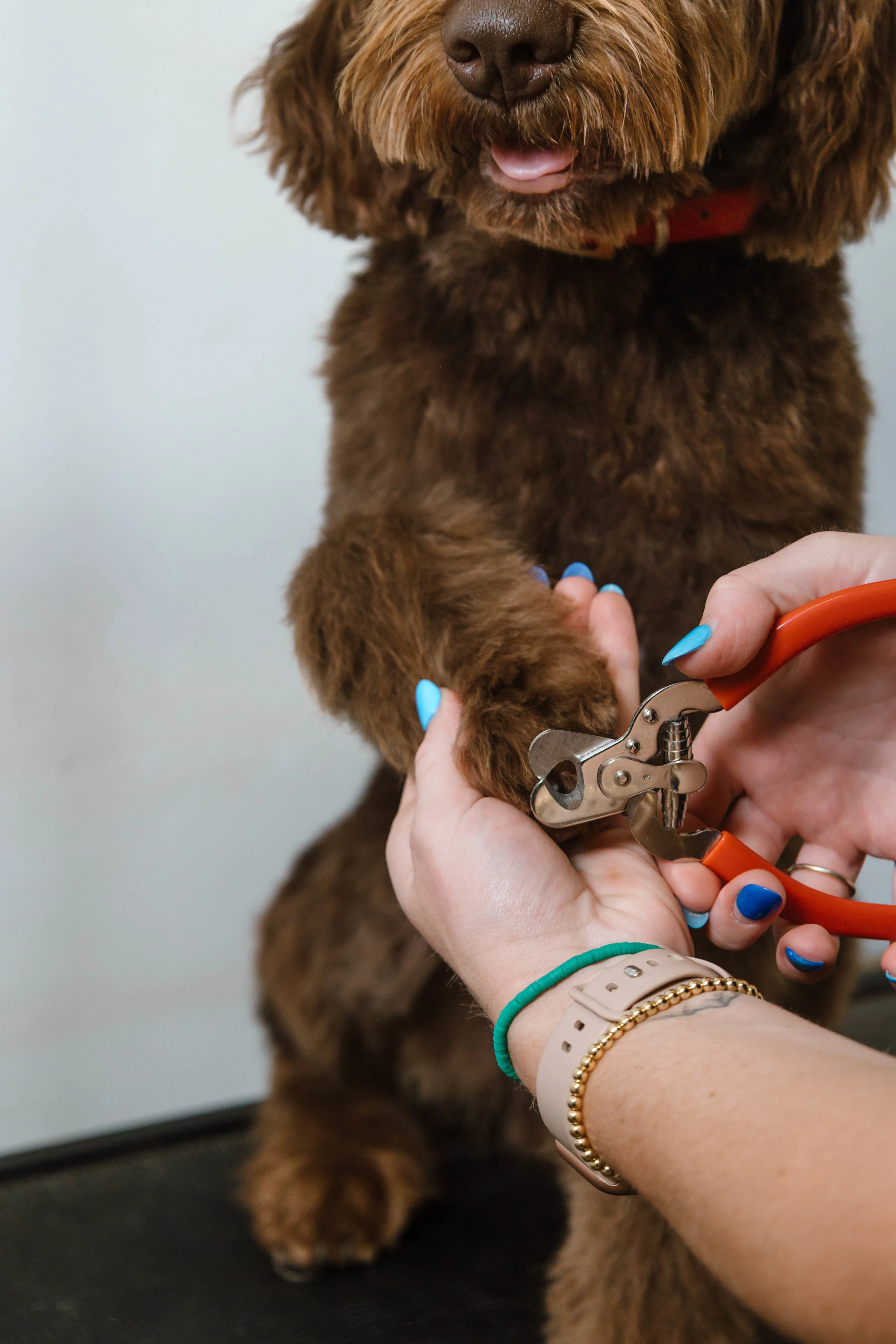 Gentle nail trimming service for a brown dog at The Double U Grooming Co., Liberty, SC