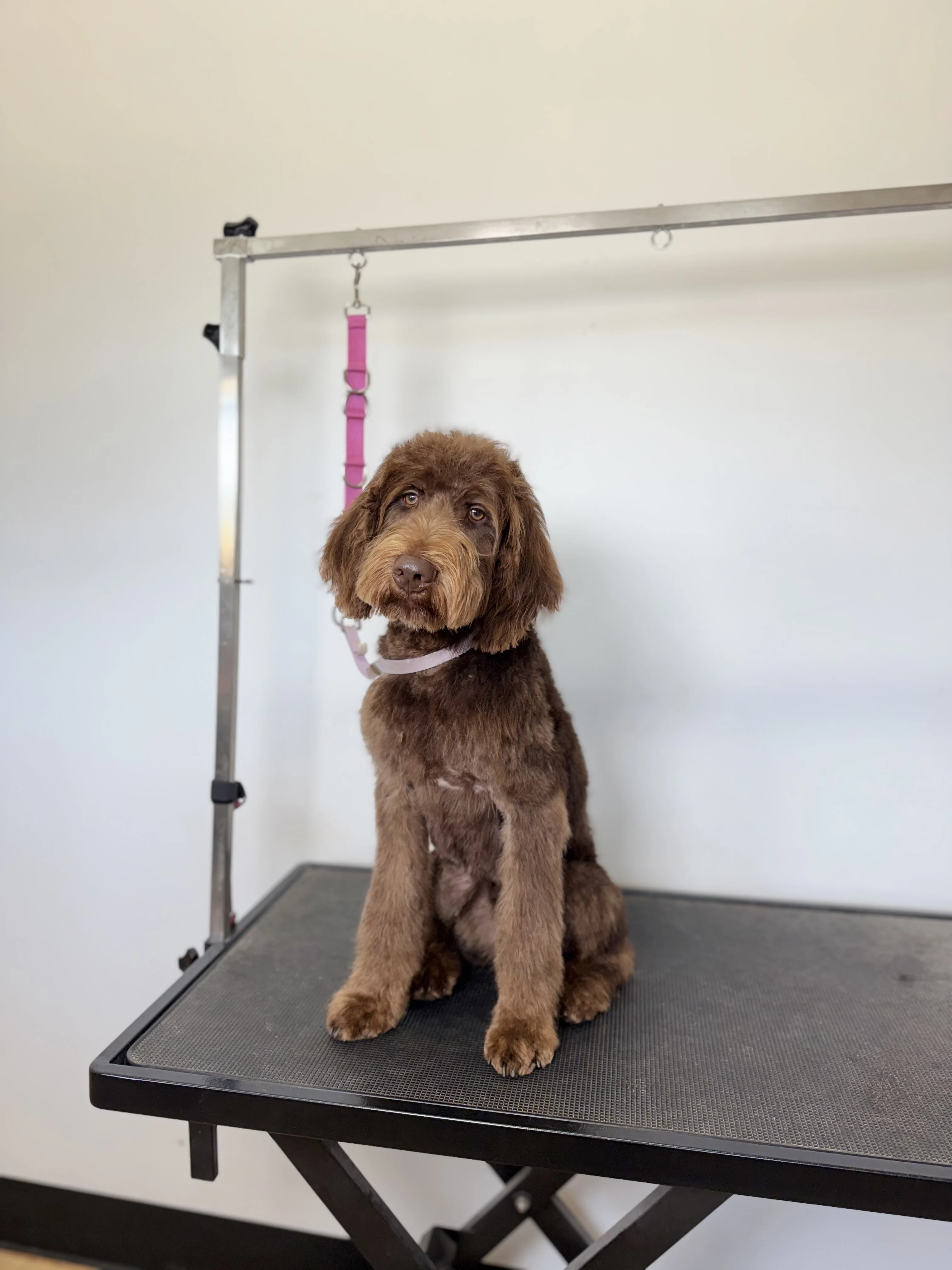 Freshly groomed chocolate doodle sitting in a grooming chair at The Double U Grooming Co.