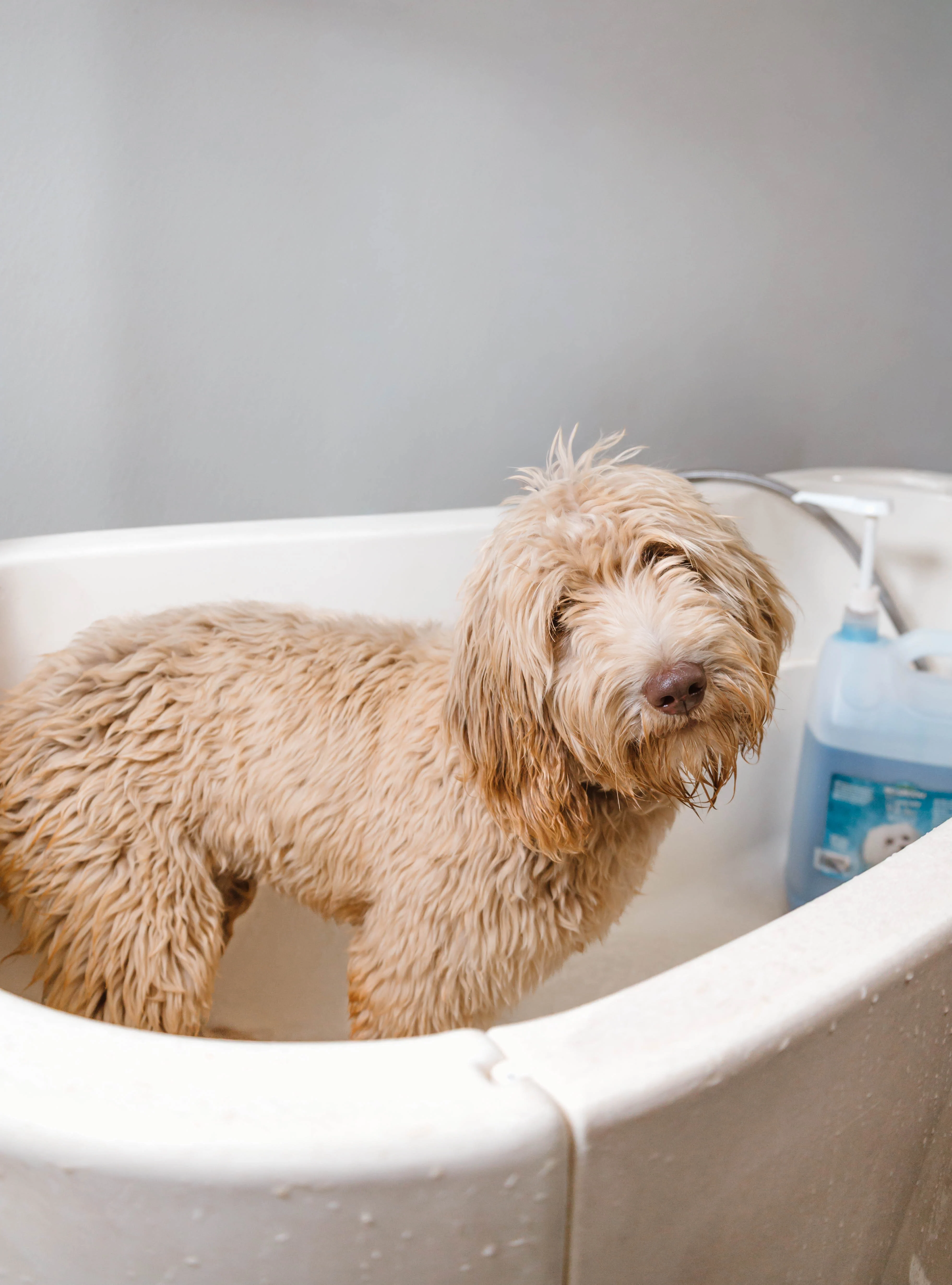 White doodle enjoying a relaxing bath at The Double U Grooming Co. spa in Liberty, SC